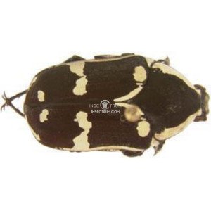 GUATEMALICA MARGINICOLLIS GUATEMALICA MARGINICOLLIS